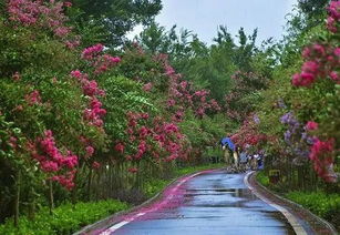 三、 紫薇都市田园：田园风情与城区节奏共舞