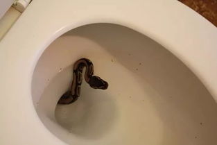 梦见卫生间有屎是什么征兆？预示着什么不好的事情？