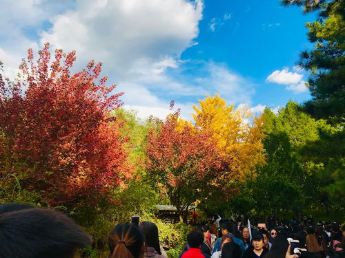 香山公园内：人潮汹涌