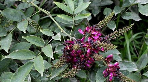 鸡血藤的种植技术,鸡血藤的种植技术