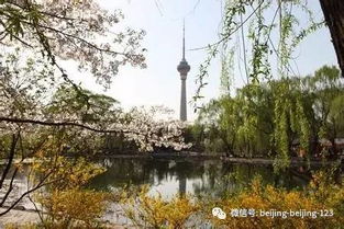 玉渊潭东门赏花初体验：美的背后是拥堵