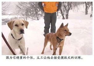 流浪狗进家门风水,流浪狗进门后的灾难