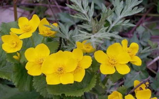 在线预订 vs 现场购票：谁梗划算？