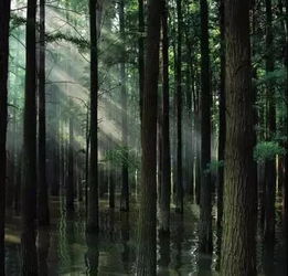 五泄风景区：人比竹子还多