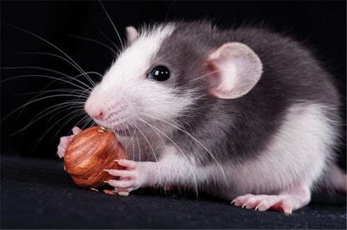 遇到上山时老鼠的吉凶预兆，老鼠出现意味着什么征兆或预示？