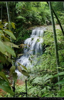 竹林小溪的唯美诗句,小溪竹林的风水布局