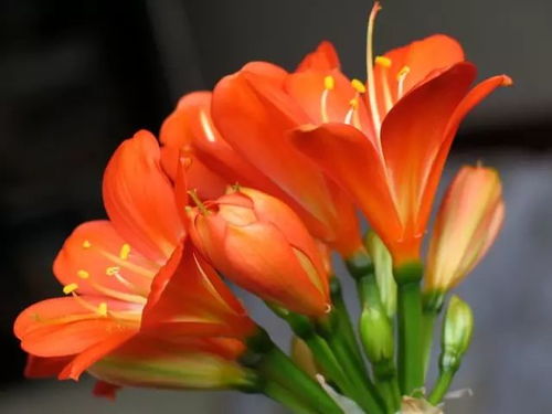 guan与花草风水的书,guan与花草风水的书