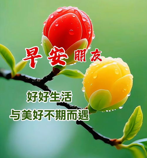 今天清晨的清晨指的是什么时间段？