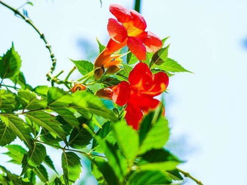 3. 不只是漂亮——这一些植物名背后藏着哪些保密？