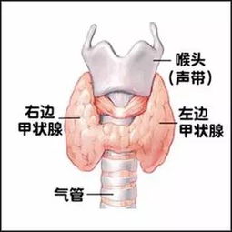 甲状腺疾病与家居风水之间是否存在关联？