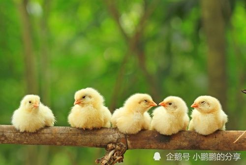 三、苦命鸡到底是啥？