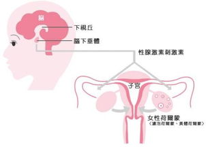 3）荷尔蒙失衡——雌激素/孕激素失衡