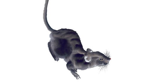 双：属鼠2026年财运亨通，福运连连，你准备好迎接好运了吗？