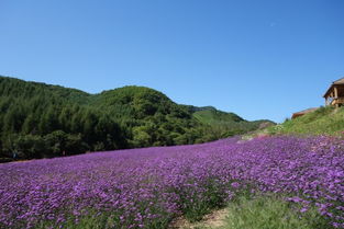 春日里的诗与远方：岗山花海之旅