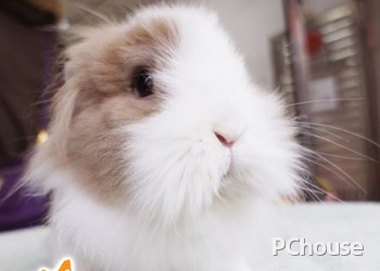 2024兔年特别版：暴力兔子养成计划