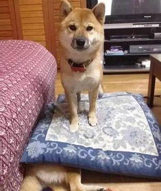 那东西夜晚， 细小狗的哭声