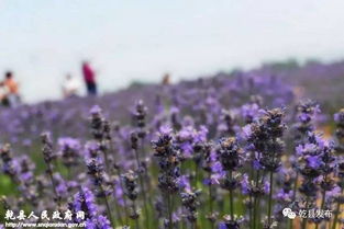 1. 紫色狂欢：一望无际的花海奇观