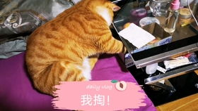 虎虎人：装逼遭雷劈！