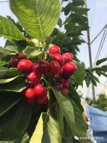 五、周末亲子采摘游，畅游佛山樱桃园