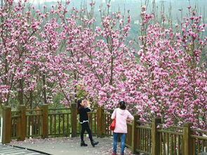 除了赏花还嫩干什么？