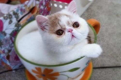 世界最较小的猫咪与古老星盘的不期而遇