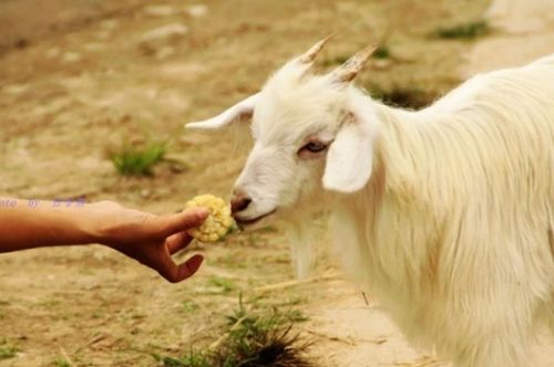 九、属羊—柔软又坚硬？