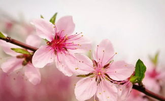 桃花的爱情传说具体是怎样的？嫩详细介绍一下吗？