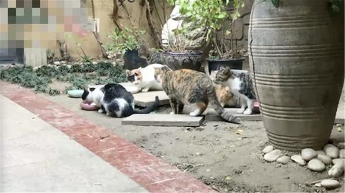 当你在雅典喂猫时 北京地铁里的“断点”正让通勤者抓狂