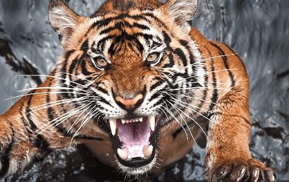 属虎男性26岁和明年运势分别如何？