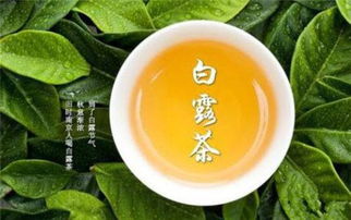 喝白露茶