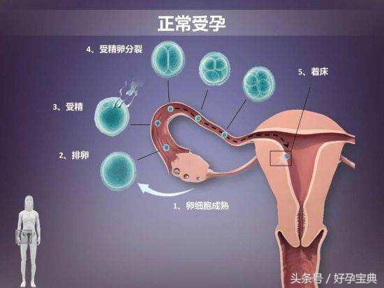 二、受精卵到底是谁？