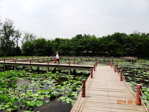 微山湖湿地公园门票省钱大揭秘：这些隐藏优惠连黄牛都不知道！