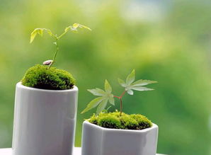 二、生肖与颜色：红黄蓝绿到底该怎么配？