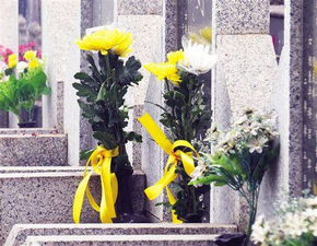 风水墓地摆放几朵仙花,墓地摆花放几盆