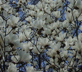 家养白玉兰风水禁忌,白玉兰风水有什么讲究