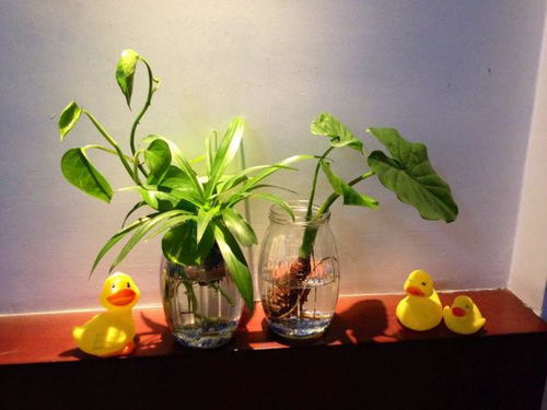绿植风水？我看就是瞎讲究