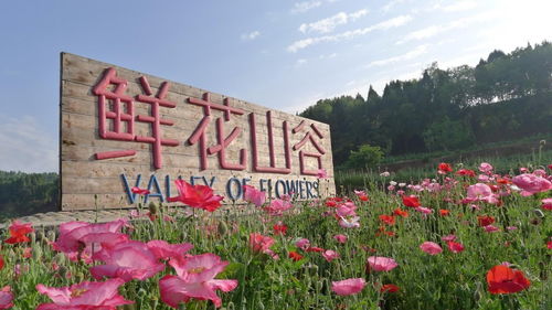 六、不止是单纯观赏——活动与节庆也值得关注！