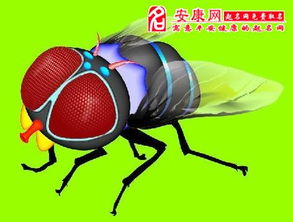 周公解梦：梦见苍蝇究竟预示着什么吉凶？