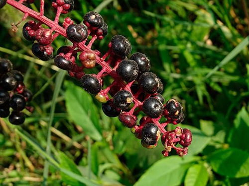 野葡萄根泡酒的阴阳玄机——鬼魅还是福禄？