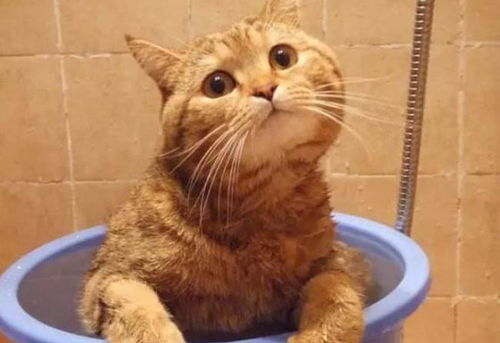 猫咪颜色和钱钱钱的神秘关系大揭秘！2026年养猫必看