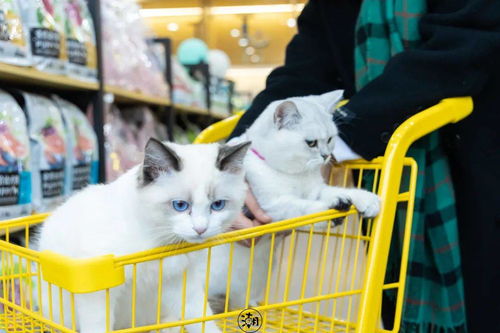 三、 汐野宠物：较小众精品却极具话题度