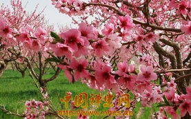 四柱桃花：爱情密码还是命运陷阱？