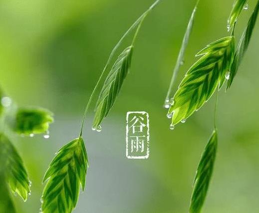 谷雨风水俗语有哪些，能分享一下吗？