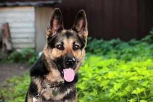 喜欢养小型犬的男人，他们的性格特点究竟是怎样的呢？