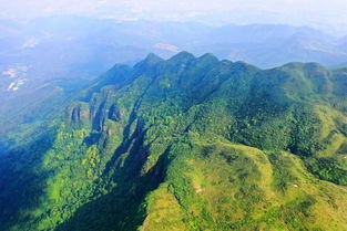 跟着护林员钻小树林？刺激！