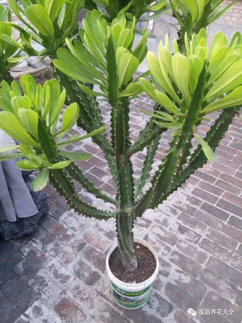 二、 龙骨花的性格画像
