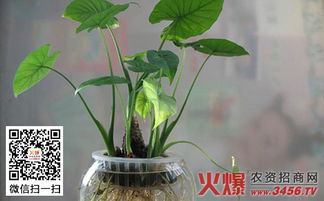 滴水观音适合摆放在办公桌上吗？