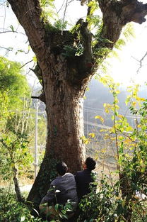 惯与古树的各种传闻：真真假假