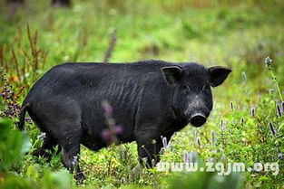 梦见赶一群猪是什么寓意或象征？