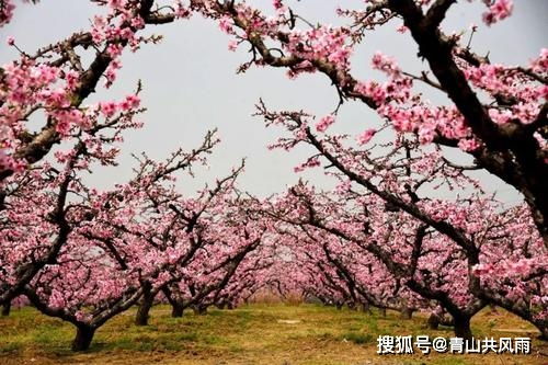 今天穿什么衣服能旺桃花？桃花旺是什么意思？